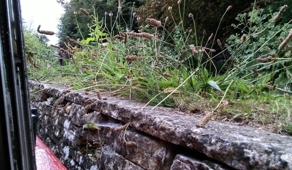 Photo of grasses growing from stone river bank seen from boat window